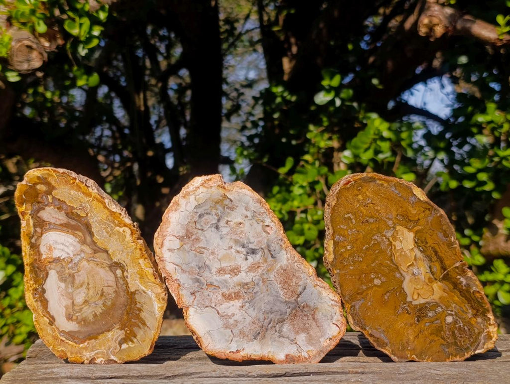 Polished Brown Podocarpus Petrified Wood Slices x 12 From Mahajanga, Madagascar - Toprock Gemstones and Minerals 