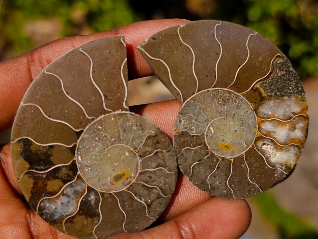 Polished Cleoniceras Ammonite Fossil Pairs x 12 From Tulear, Madagascar - Toprock Gemstones and Minerals 