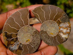 Polished Cleoniceras Ammonite Fossil Pairs x 12 From Tulear, Madagascar - Toprock Gemstones and Minerals 