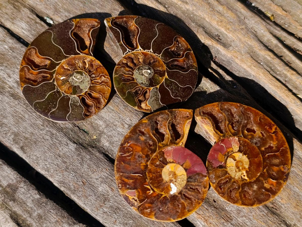 Polished Cleoniceras Ammonite Fossil Pairs x 12 From Tulear, Madagascar - Toprock Gemstones and Minerals 
