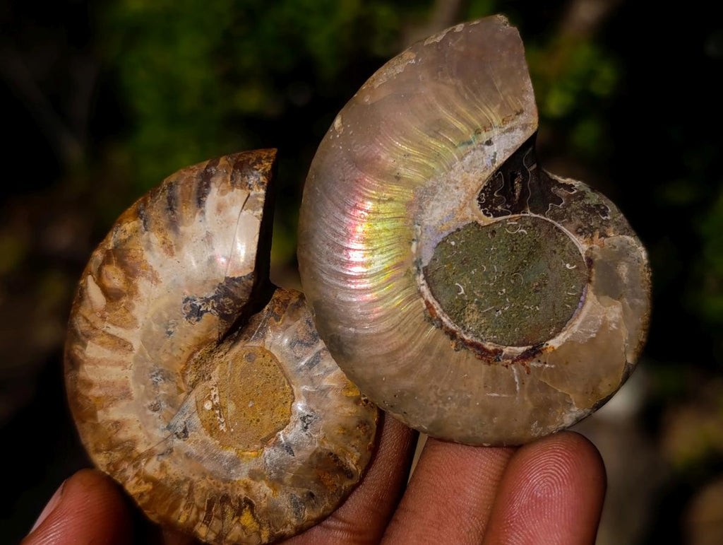 Polished Cleoniceras Ammonite Fossil Pairs x 12 From Tulear, Madagascar - Toprock Gemstones and Minerals 