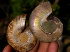 Polished Cleoniceras Ammonite Fossil Pairs x 12 From Tulear, Madagascar - Toprock Gemstones and Minerals 