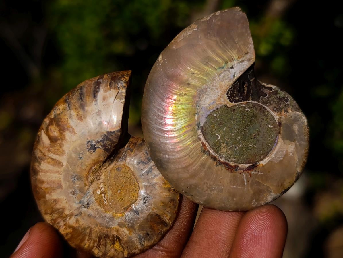 Polished Cleoniceras Ammonite Fossil Pairs x 12 From Tulear, Madagascar - Toprock Gemstones and Minerals 
