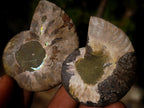 Polished Cleoniceras Ammonite Fossil Pairs x 12 From Tulear, Madagascar - Toprock Gemstones and Minerals 