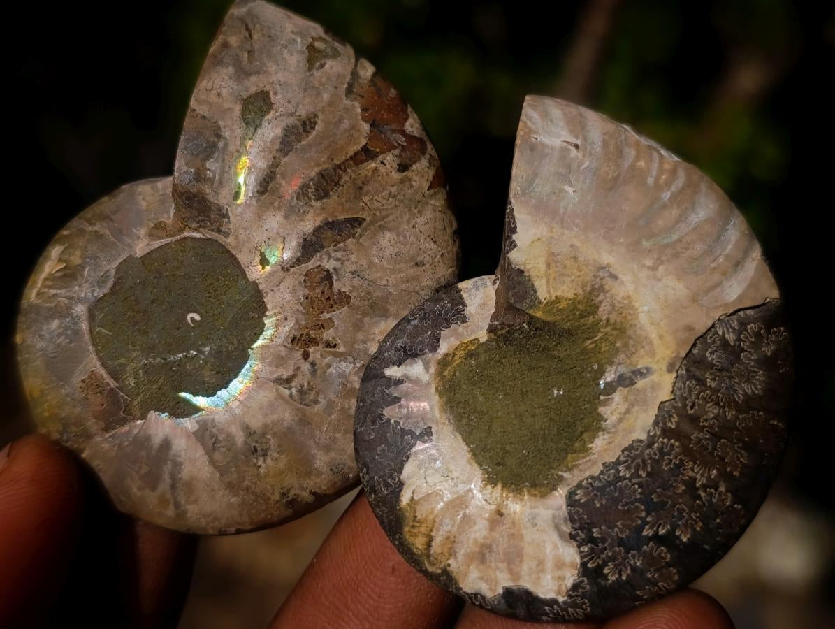 Polished Cleoniceras Ammonite Fossil Pairs x 12 From Tulear, Madagascar - Toprock Gemstones and Minerals 