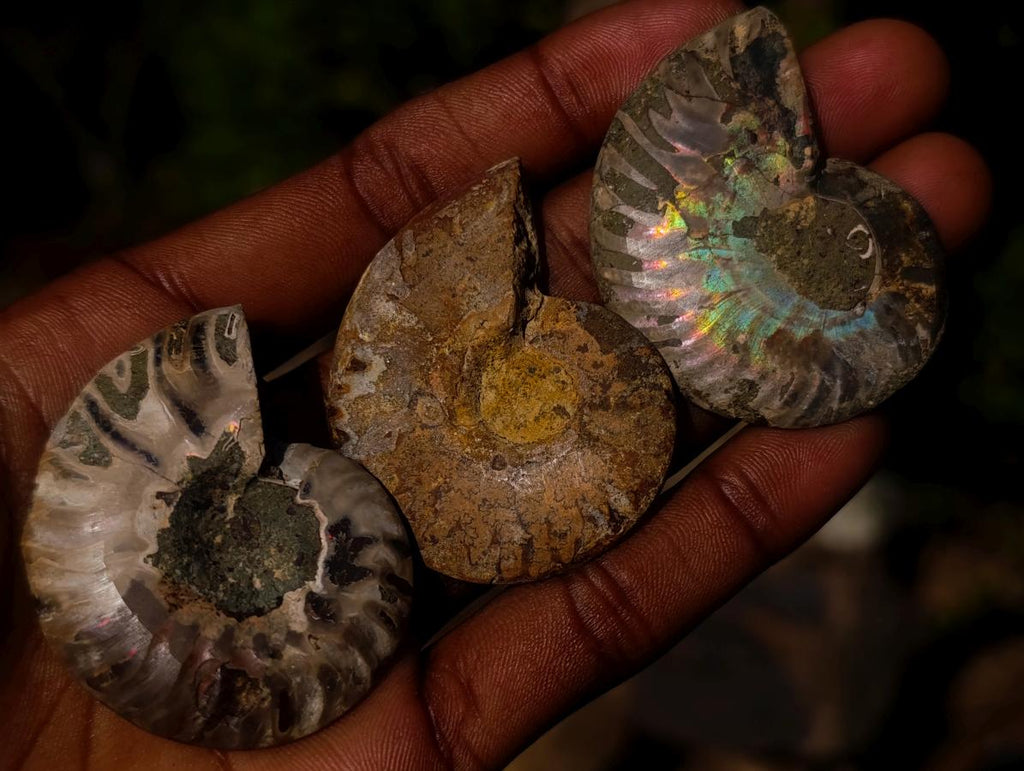 Polished Cleoniceras Ammonite Fossil Pairs x 12 From Tulear, Madagascar - Toprock Gemstones and Minerals 