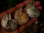 Polished Cleoniceras Ammonite Fossil Pairs x 12 From Tulear, Madagascar - Toprock Gemstones and Minerals 