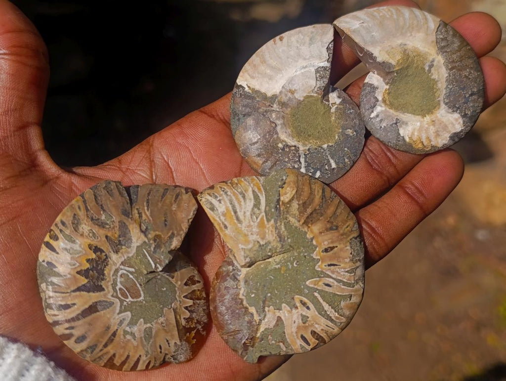 Polished Cleoniceras Ammonite Fossil Pairs x 12 From Tulear, Madagascar - Toprock Gemstones and Minerals 