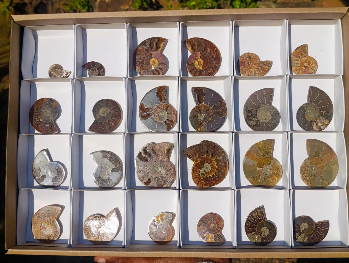 Polished Cleoniceras Ammonite Fossil Pairs x 12 From Tulear, Madagascar - Toprock Gemstones and Minerals 
