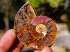 Polished Cleoniceras Ammonite Fossil Pairs x 12 From Tulear, Madagascar - Toprock Gemstones and Minerals 