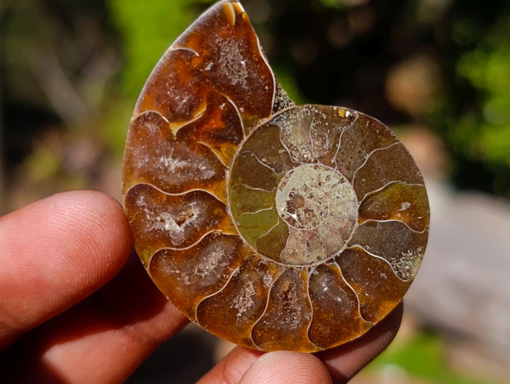 Polished Cleoniceras Ammonite Fossil Pairs x 12 From Tulear, Madagascar - Toprock Gemstones and Minerals 