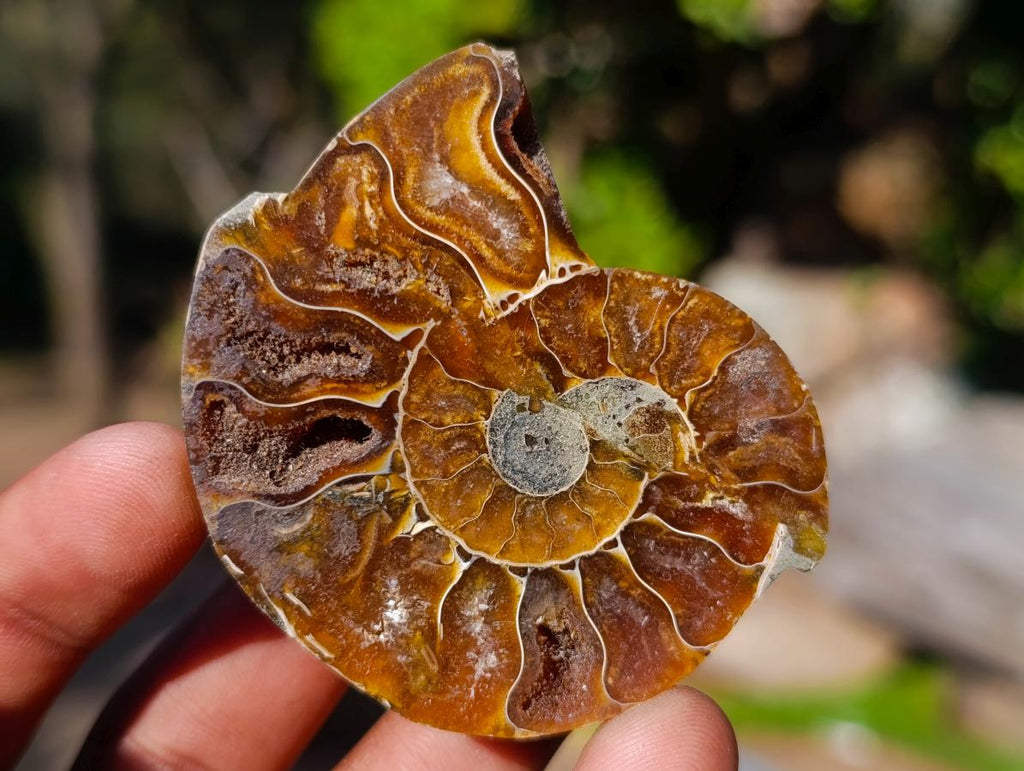 Polished Cleoniceras Ammonite Fossil Pairs x 12 From Tulear, Madagascar - Toprock Gemstones and Minerals 