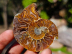 Polished Cleoniceras Ammonite Fossil Pairs x 12 From Tulear, Madagascar - Toprock Gemstones and Minerals 
