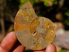 Polished Cleoniceras Ammonite Fossil Pairs x 12 From Tulear, Madagascar - Toprock Gemstones and Minerals 
