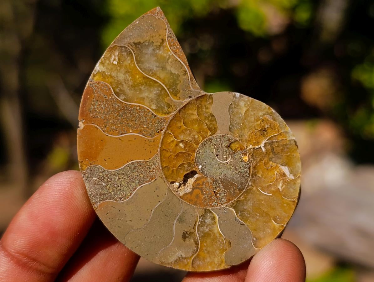 Polished Cleoniceras Ammonite Fossil Pairs x 12 From Tulear, Madagascar - Toprock Gemstones and Minerals 