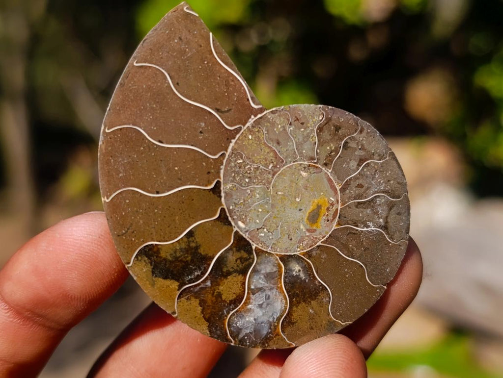 Polished Cleoniceras Ammonite Fossil Pairs x 12 From Tulear, Madagascar - Toprock Gemstones and Minerals 