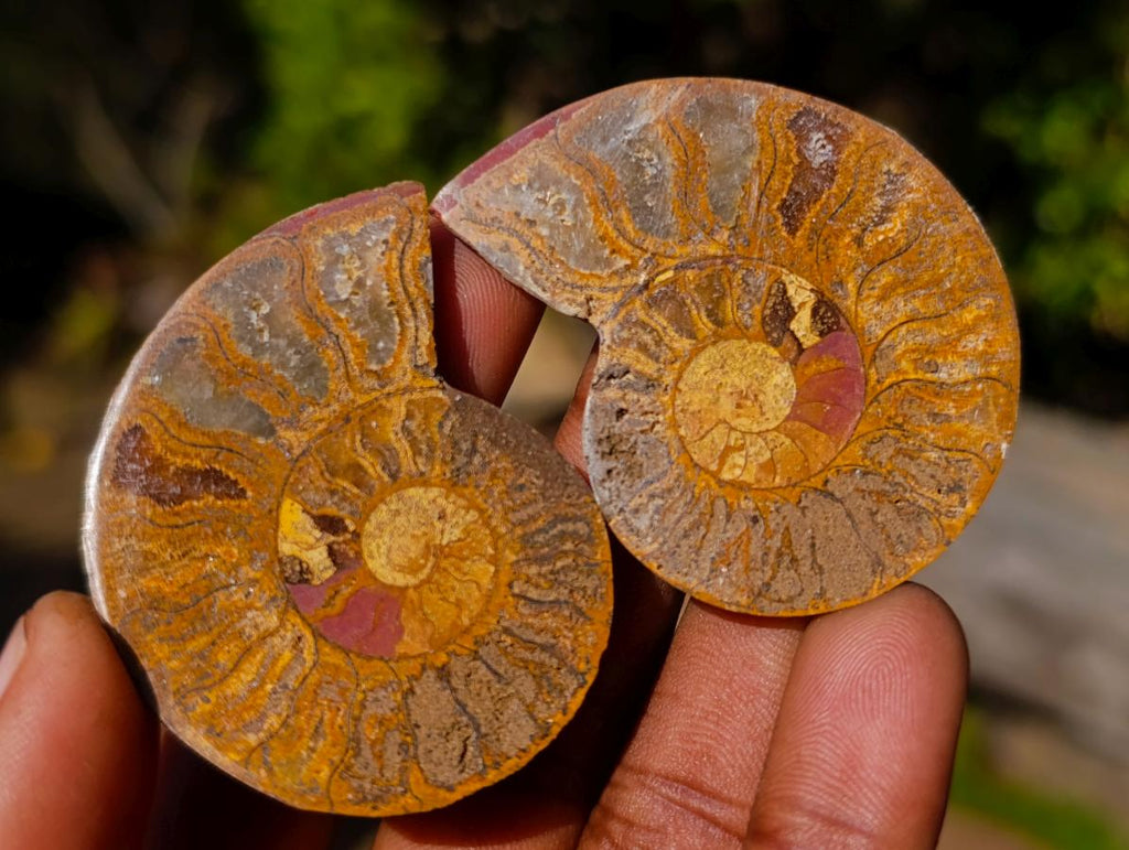 Polished Cleoniceras Ammonite Fossil Pairs x 12 From Tulear, Madagascar - Toprock Gemstones and Minerals 