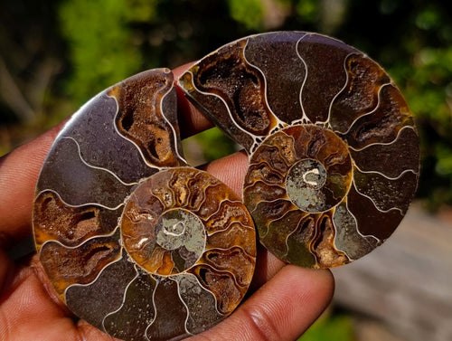 Polished Cleoniceras Ammonite Fossil Pairs x 12 From Tulear, Madagascar - Toprock Gemstones and Minerals 