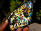 Polished Labradorite Standing Display Pieces x 12 From Madagascar - Toprock Gemstones and Minerals 