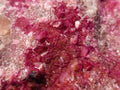 Natural Spherocobaltite Specimens x 2 From Musonoi Mine, Congo - Toprock Gemstones and Minerals 