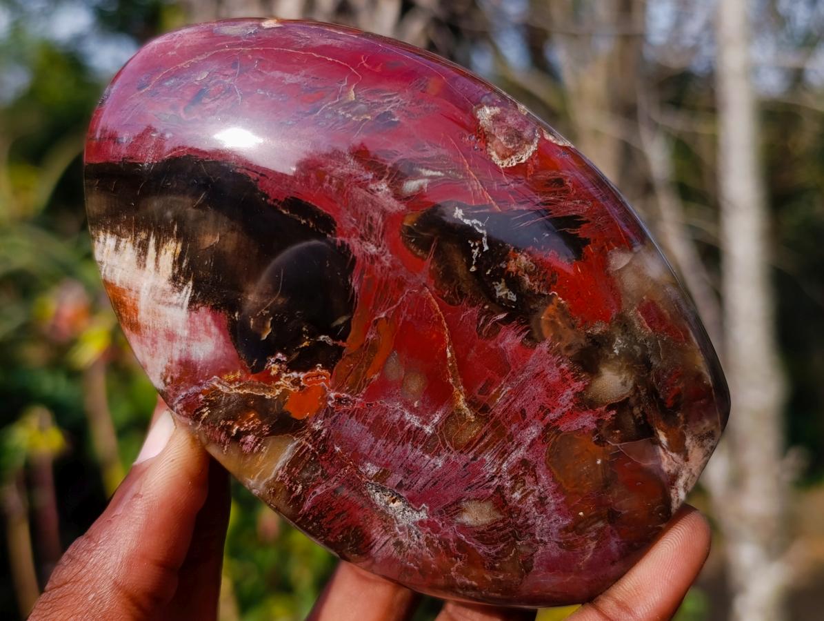Polished Red Podocarpus Petrified Wood Standing Display Pieces x 3 From Mahajanga, Madagascar - Toprock Gemstones and Minerals 