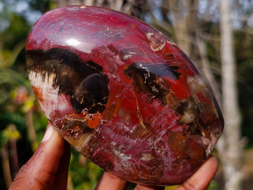 Polished Red Podocarpus Petrified Wood Standing Display Pieces x 3 From Mahajanga, Madagascar - Toprock Gemstones and Minerals 