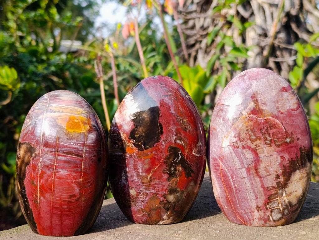 Polished Red Podocarpus Petrified Wood Standing Display Pieces x 3 From Mahajanga, Madagascar - Toprock Gemstones and Minerals 