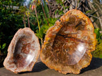 Polished Red Podocarpus Petrified Wood Bowls x 2 From Mahajanga, Madagascar - Toprock Gemstones and Minerals 