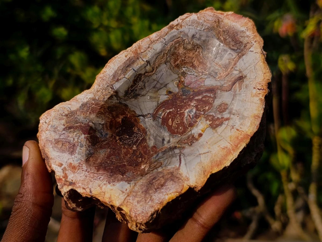 Polished Red Podocarpus Petrified Wood Bowls x 2 From Mahajanga, Madagascar - Toprock Gemstones and Minerals 