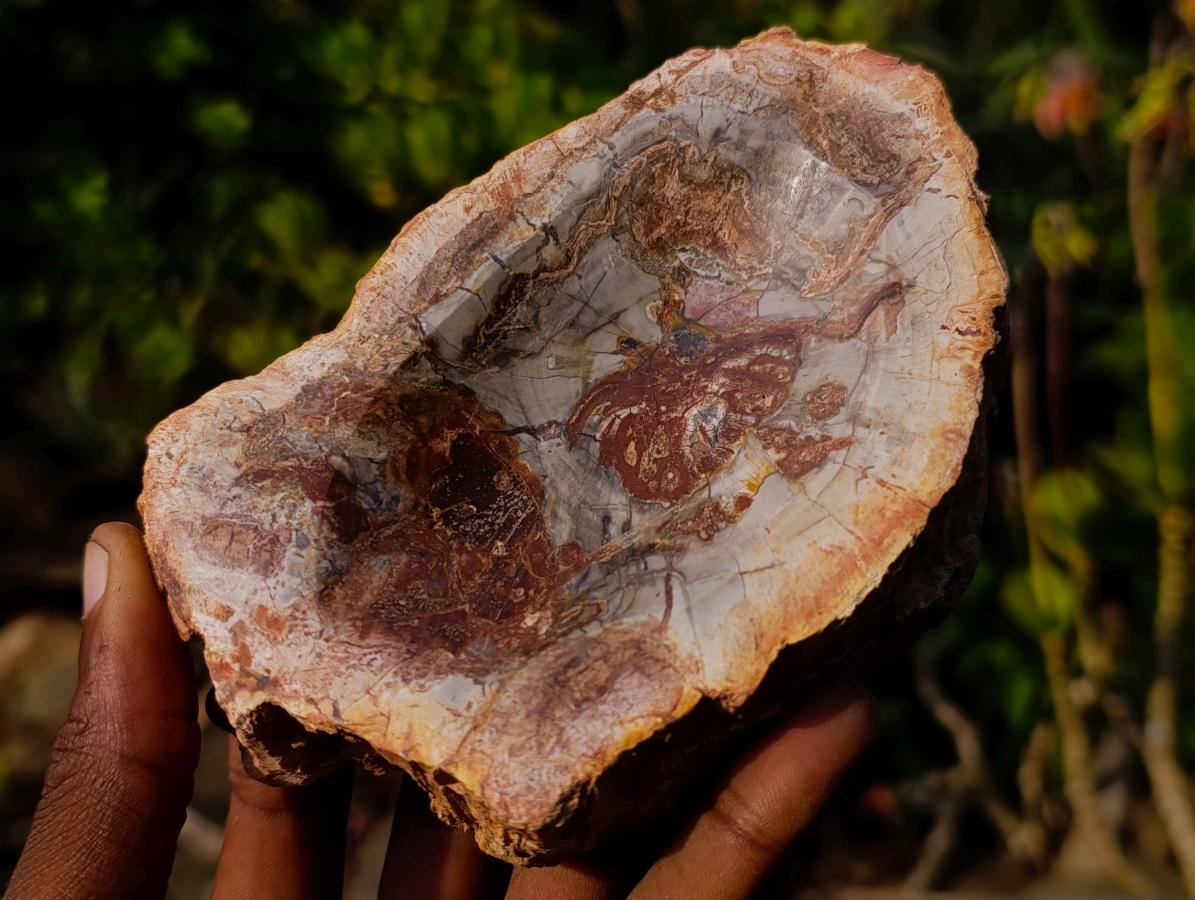 Polished Red Podocarpus Petrified Wood Bowls x 2 From Mahajanga, Madagascar - Toprock Gemstones and Minerals 