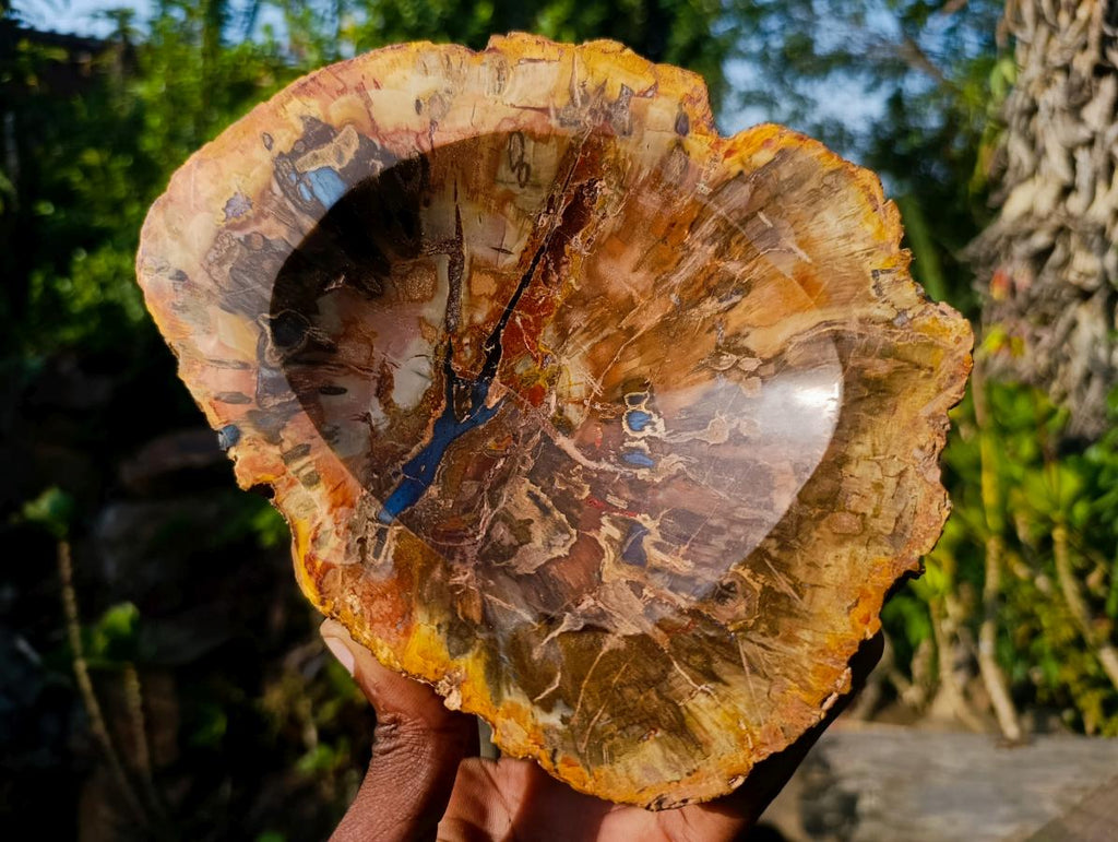 Polished Red Podocarpus Petrified Wood Bowls x 2 From Mahajanga, Madagascar - Toprock Gemstones and Minerals 