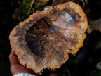 Polished Red Podocarpus Petrified Wood Bowls x 2 From Mahajanga, Madagascar - Toprock Gemstones and Minerals 