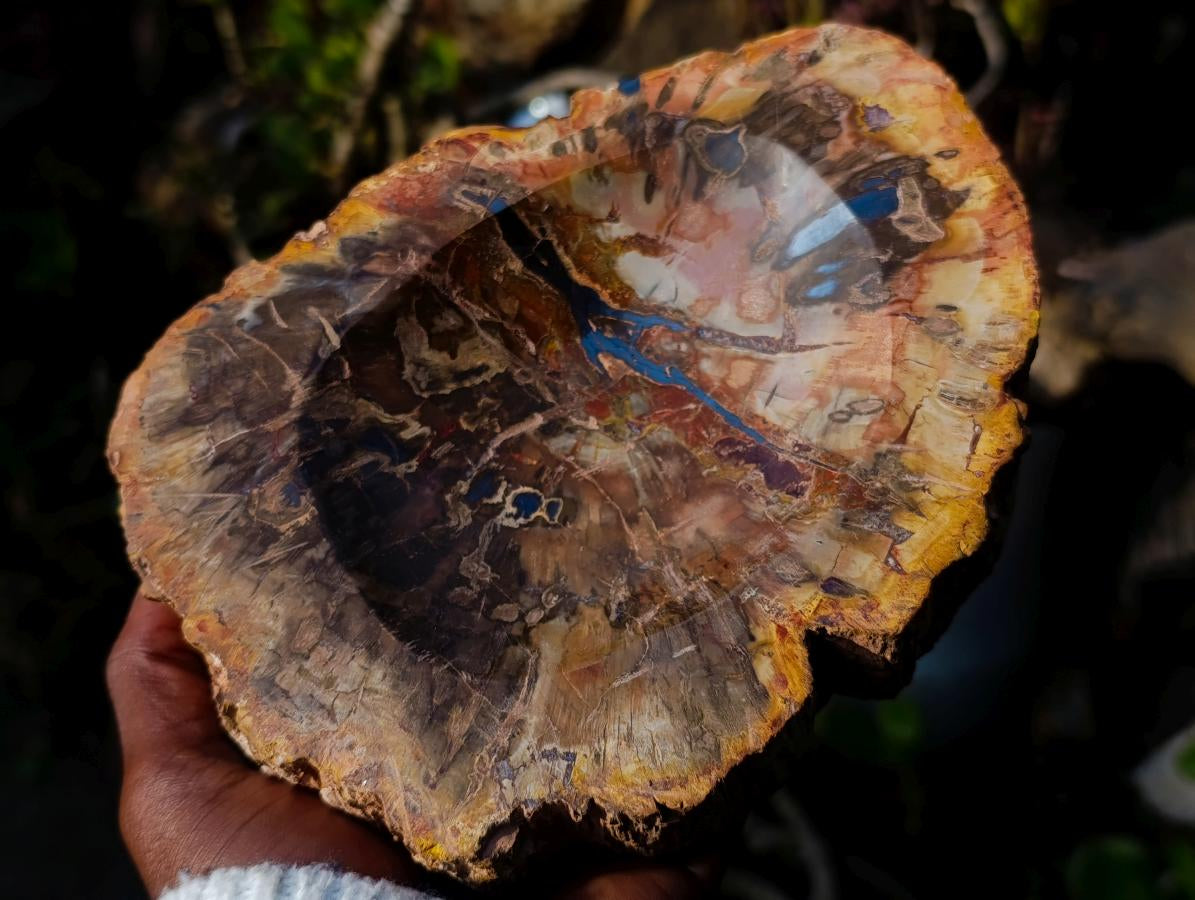 Polished Red Podocarpus Petrified Wood Bowls x 2 From Mahajanga, Madagascar - Toprock Gemstones and Minerals 
