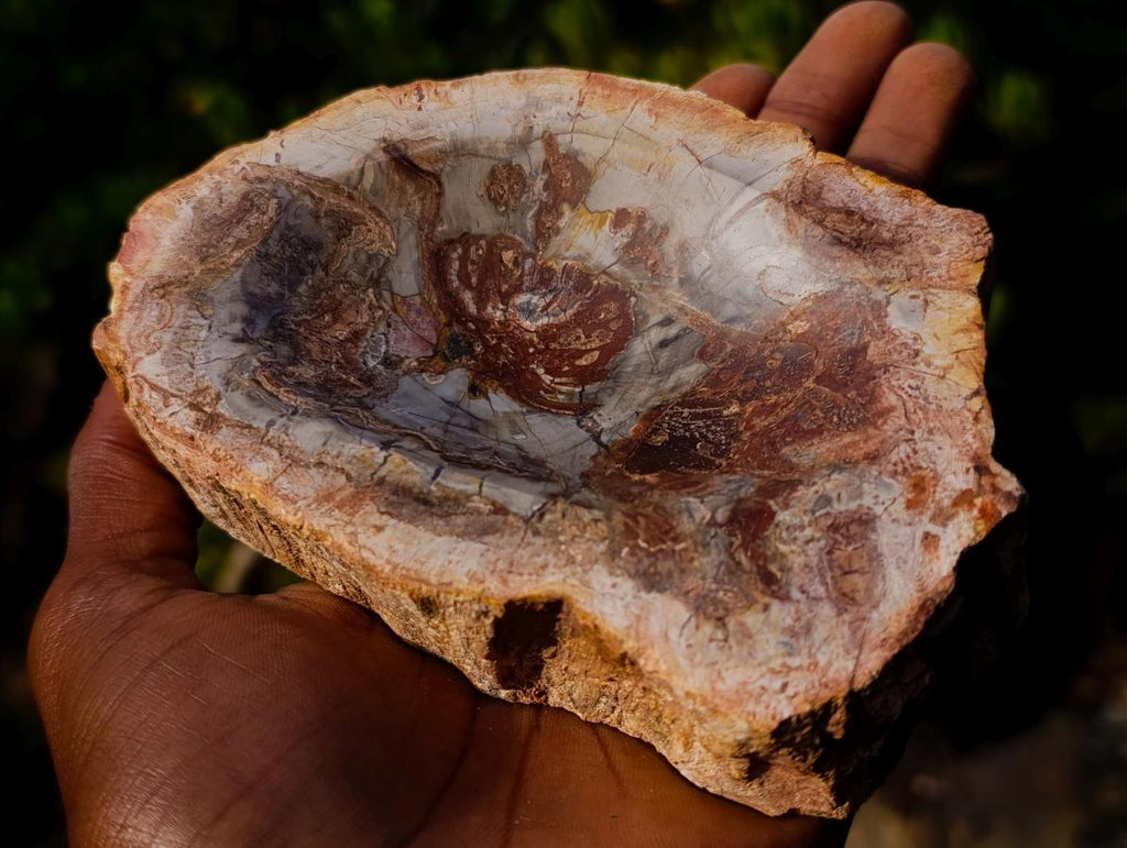 Polished Red Podocarpus Petrified Wood Bowls x 2 From Mahajanga, Madagascar - Toprock Gemstones and Minerals 
