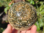 Polished Ocean Jasper Spheres x 2 From Northwest Coast, Madagascar - Toprock Gemstones and Minerals 