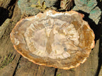 Polished Podocarpus Petrified Wood Slices x 2 From Marovoay, Madagascar - Toprock Gemstones and Minerals 