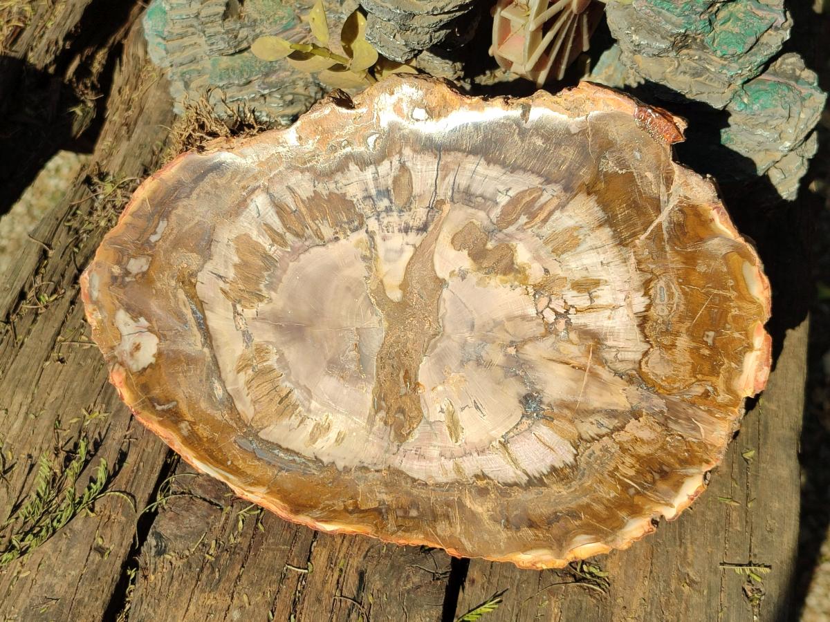 Polished Podocarpus Petrified Wood Slices x 2 From Marovoay, Madagascar - Toprock Gemstones and Minerals 