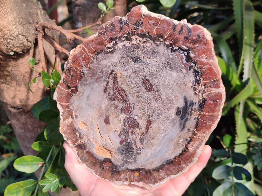 Polished Podocarpus Petrified Wood Slices x 2 From Marovoay, Madagascar - Toprock Gemstones and Minerals 
