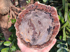 Polished Podocarpus Petrified Wood Slices x 2 From Marovoay, Madagascar - Toprock Gemstones and Minerals 