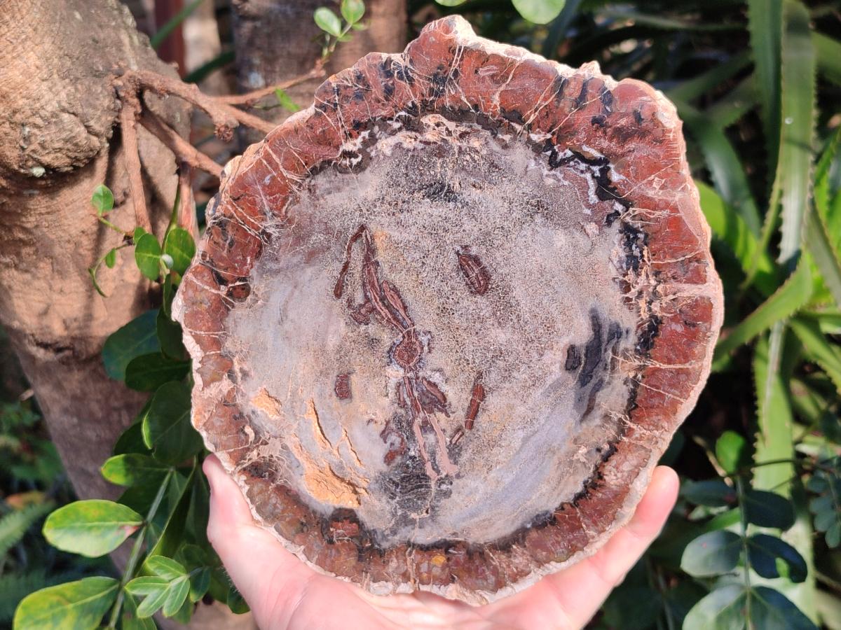 Polished Podocarpus Petrified Wood Slices x 2 From Marovoay, Madagascar - Toprock Gemstones and Minerals 