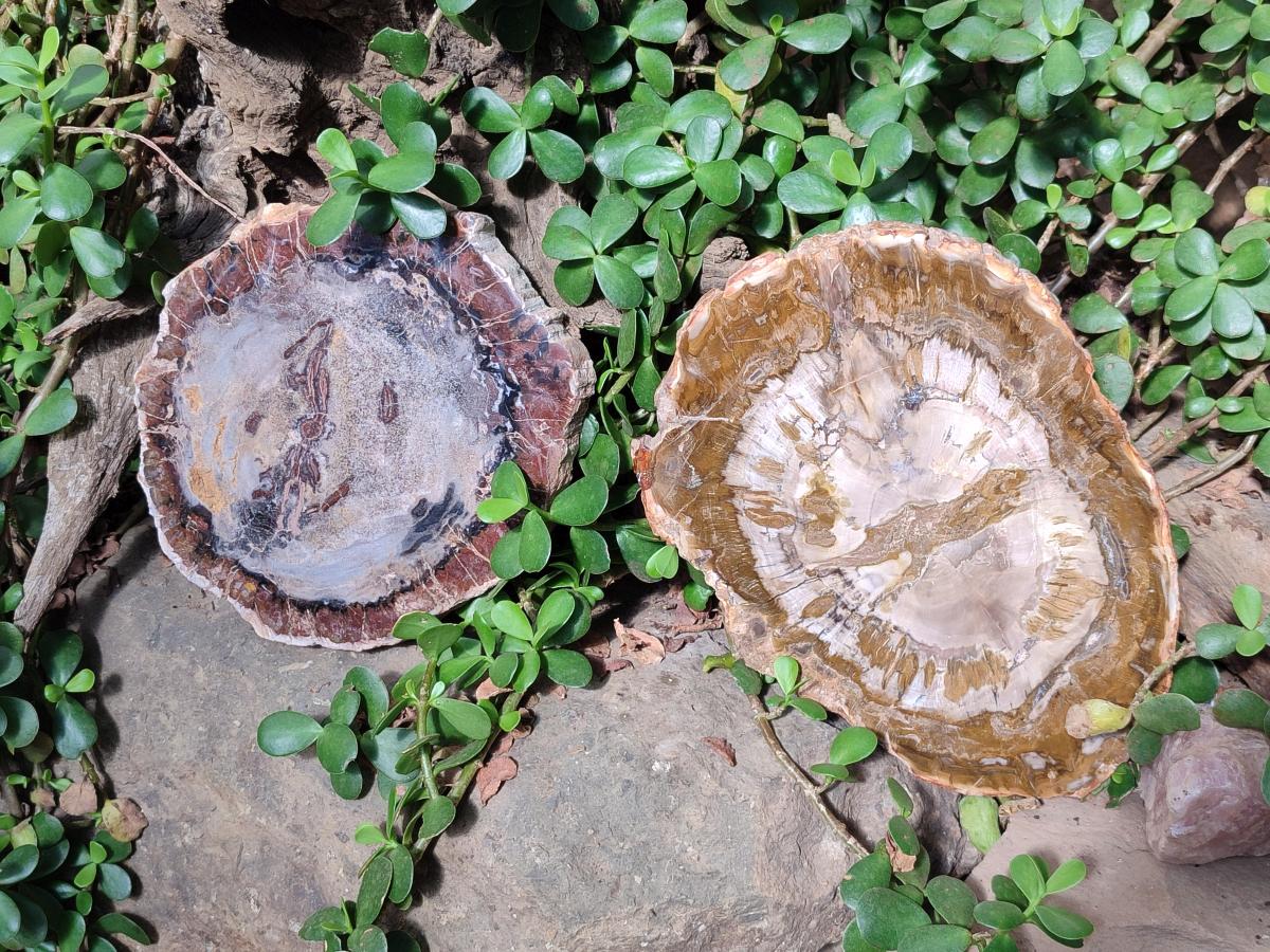Polished Podocarpus Petrified Wood Slices x 2 From Marovoay, Madagascar - Toprock Gemstones and Minerals 
