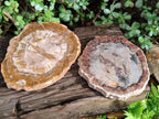Polished Podocarpus Petrified Wood Slices x 2 From Marovoay, Madagascar - Toprock Gemstones and Minerals 