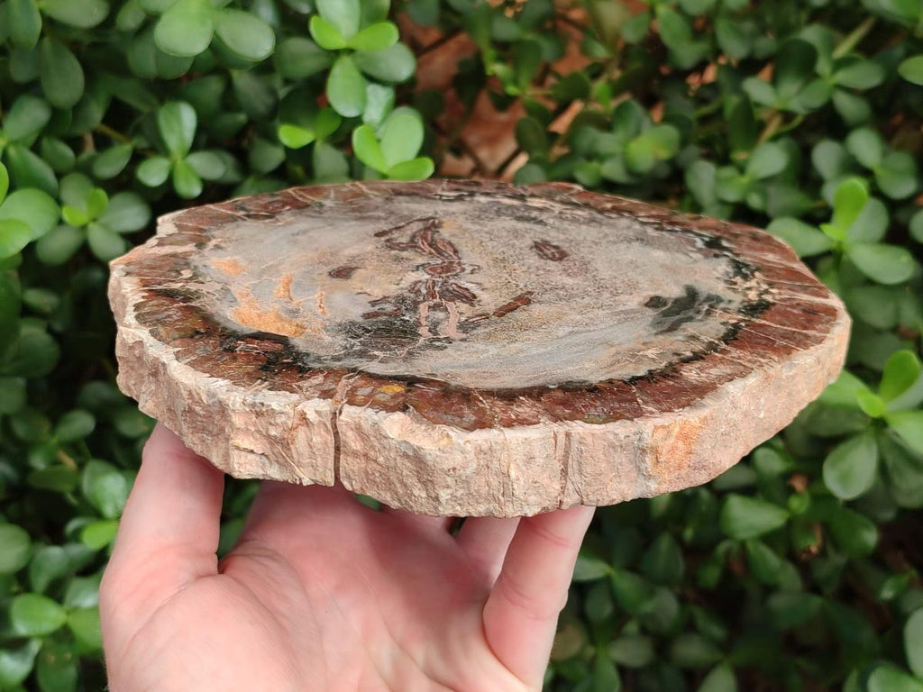 Polished Podocarpus Petrified Wood Slices x 2 From Marovoay, Madagascar - Toprock Gemstones and Minerals 
