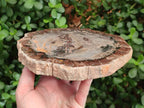Polished Podocarpus Petrified Wood Slices x 2 From Marovoay, Madagascar - Toprock Gemstones and Minerals 