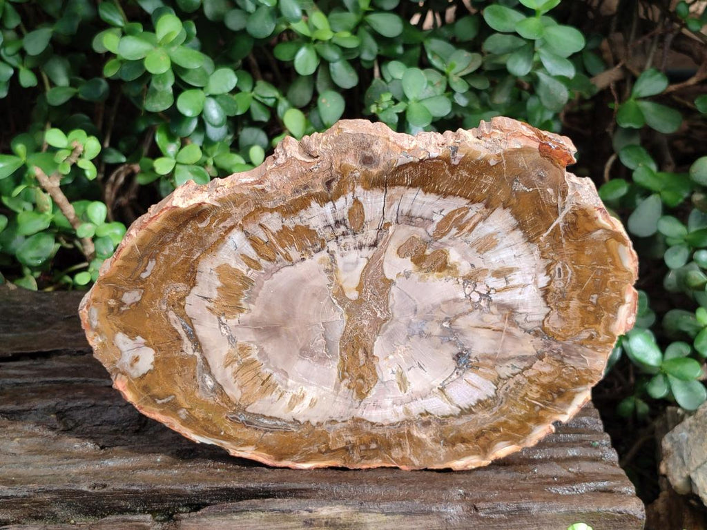 Polished Podocarpus Petrified Wood Slices x 2 From Marovoay, Madagascar - Toprock Gemstones and Minerals 