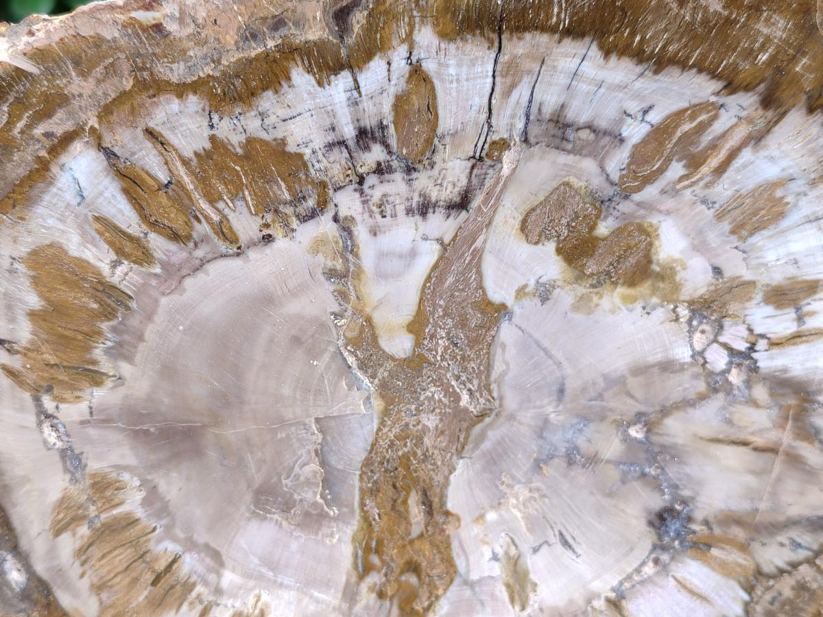 Polished Podocarpus Petrified Wood Slices x 2 From Marovoay, Madagascar - Toprock Gemstones and Minerals 