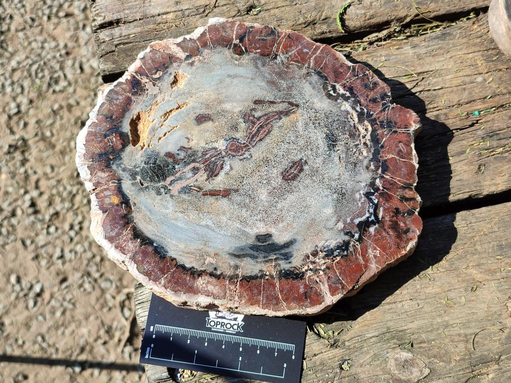 Polished Podocarpus Petrified Wood Slices x 2 From Marovoay, Madagascar - Toprock Gemstones and Minerals 