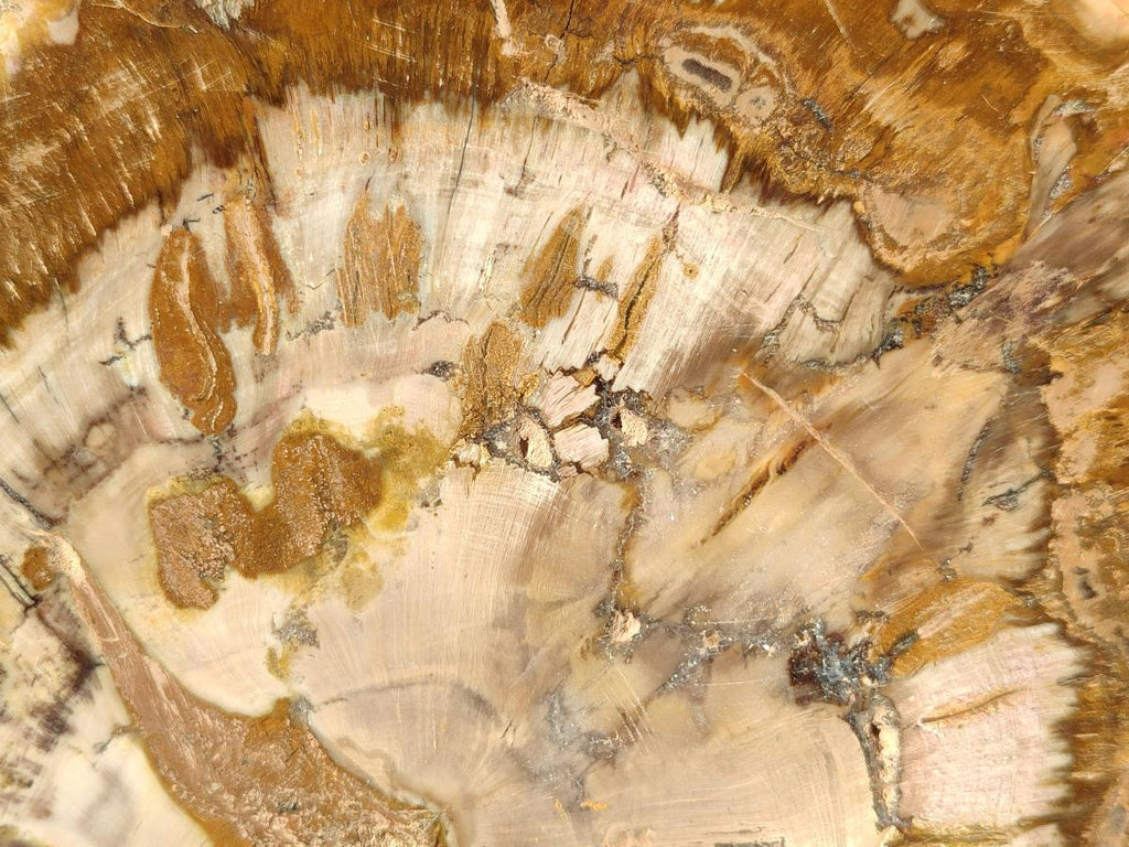 Polished Podocarpus Petrified Wood Slices x 2 From Marovoay, Madagascar - Toprock Gemstones and Minerals 