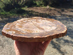 Polished Podocarpus Petrified Wood Slices x 2 From Marovoay, Madagascar - Toprock Gemstones and Minerals 