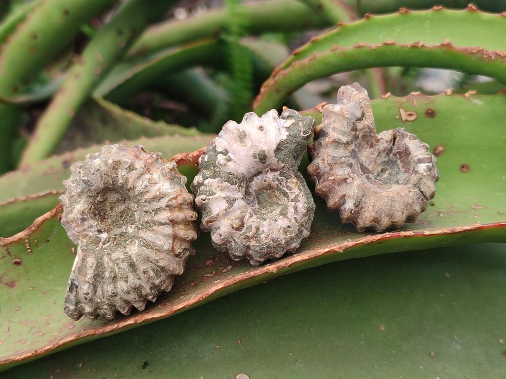 Natural Cleoniceras "Jigsaw" Ammonite Fossils x 24 From Tulear, Madagascar - Toprock Gemstones and Minerals 